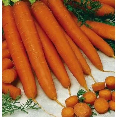 Mrkev raná Gonsenheimer Treib - Daucus carota - osivo mrkve - 1 g