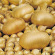 Cibule žlutá štutgartská - Allium cepa - osivo cibule - 250 ks