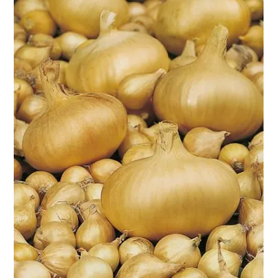 Cibule žlutá štutgartská - Allium cepa - osivo cibule - 250 ks