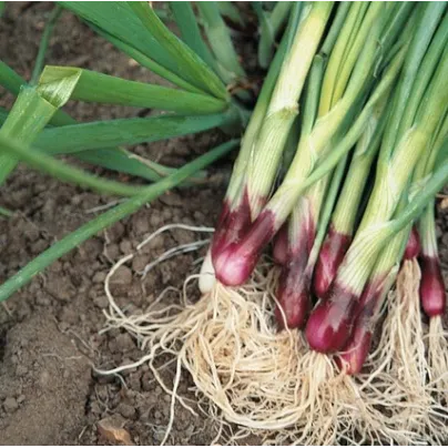 Cibule Lilia - Allium cepa - osivo cibule - 130 ks