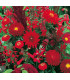 Letničky Zahradní sen v červeném - směs - osivo letniček - 0,9 g