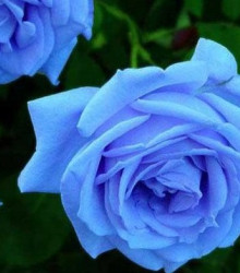 Růže popínavá světle modrá - Rosa - prodej semen růží - semena - 5 ks