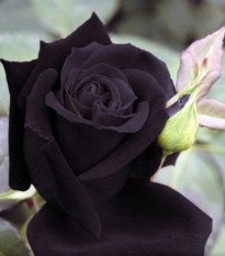 Růže černá Maroon - Rosa - osivo růží - 5 ks