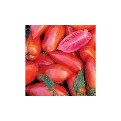 Rajče Opalka - Solanum lycopersicum - osivo rajčat - 7 ks