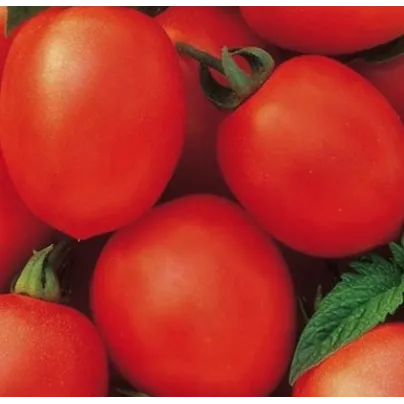 Rajče Salus - Solanum lycopersicum - osivo rajčat - 0,2 g