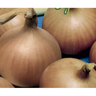 Cibule jarní Signum - Allium cepa - osivo cibule - 0,5 g