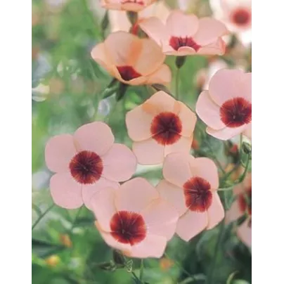 Len velkokvětý Charmer Salmon - Linum grandiflorum - osivo lnu - 20 ks
