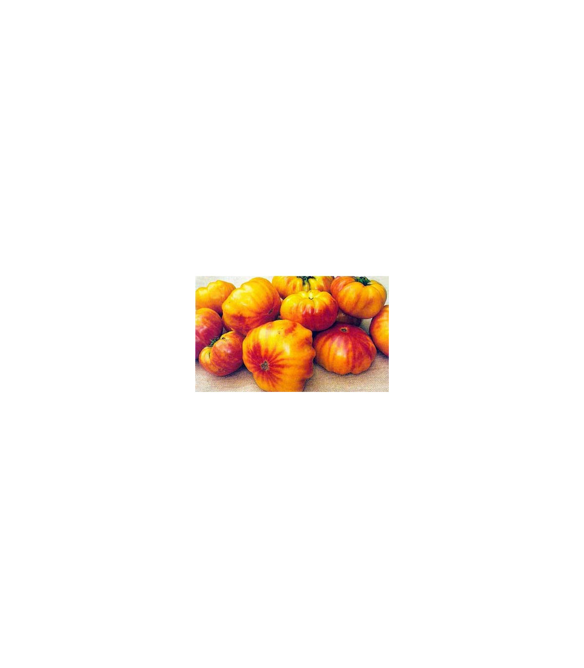 Rajče dvoubarevné - Solanum lycopersicum - osivo rajčat - 6 ks