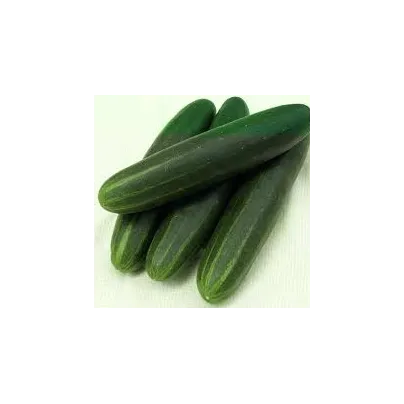 BIO Okurka Palladium F1 - Cucumis sativus - osivo okurky - 4 ks
