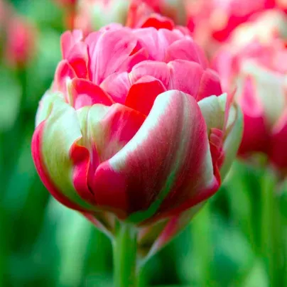 Tulipán Renown Unique - Tulipa - cibule tulipánů - 3 ks