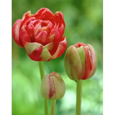 Tulipán Renown Unique - Tulipa - cibule tulipánů - 3 ks