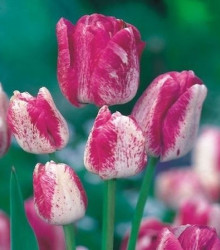Tulipán Modern style - prodej cibulovin - holandské tulipány - 3 ks