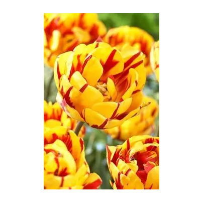 Tulipán Golden Nizza - Tulipa - cibule tulipánů - 3 ks