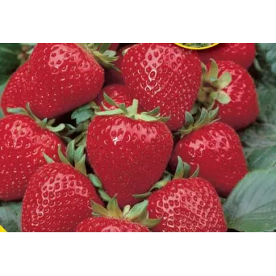 Jahodník velkoplodý Grandian F1 - Fragaria ananassa - osivo jahodníku - 10 ks
