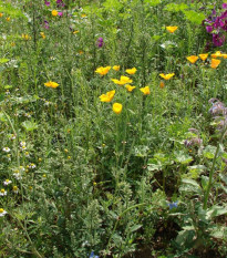 Bylinková vonička - osivo Planta Naturalis - směs lučních květin - 50 g