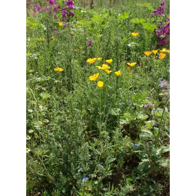 Bylinková vonička - osivo Planta Naturalis - směs lučních květin - 50 g