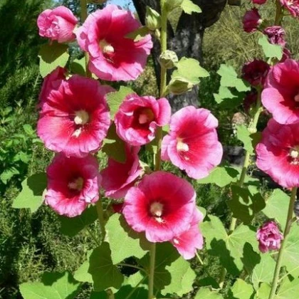 Topolovka plnokvětá- Alcea rosea- semena Topolovky- 40 ks