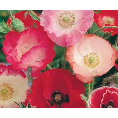 Mák vlčí Dawn Chorus - Papaver rhoeas - osivo máku - 0,02 g