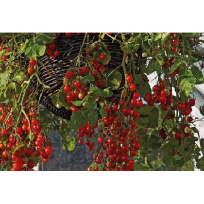 Rajče keříčkové Balkonzauber - Solanum lycopersicum - osivo rajčat - 60 ks