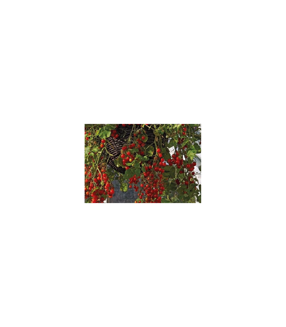 Rajče keříčkové Balkonzauber - Solanum lycopersicum - osivo rajčat - 60 ks