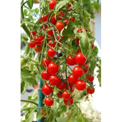 Rajče koktejlové Bistro - Solanum lycopersicum - osivo rajčat - 15 ks