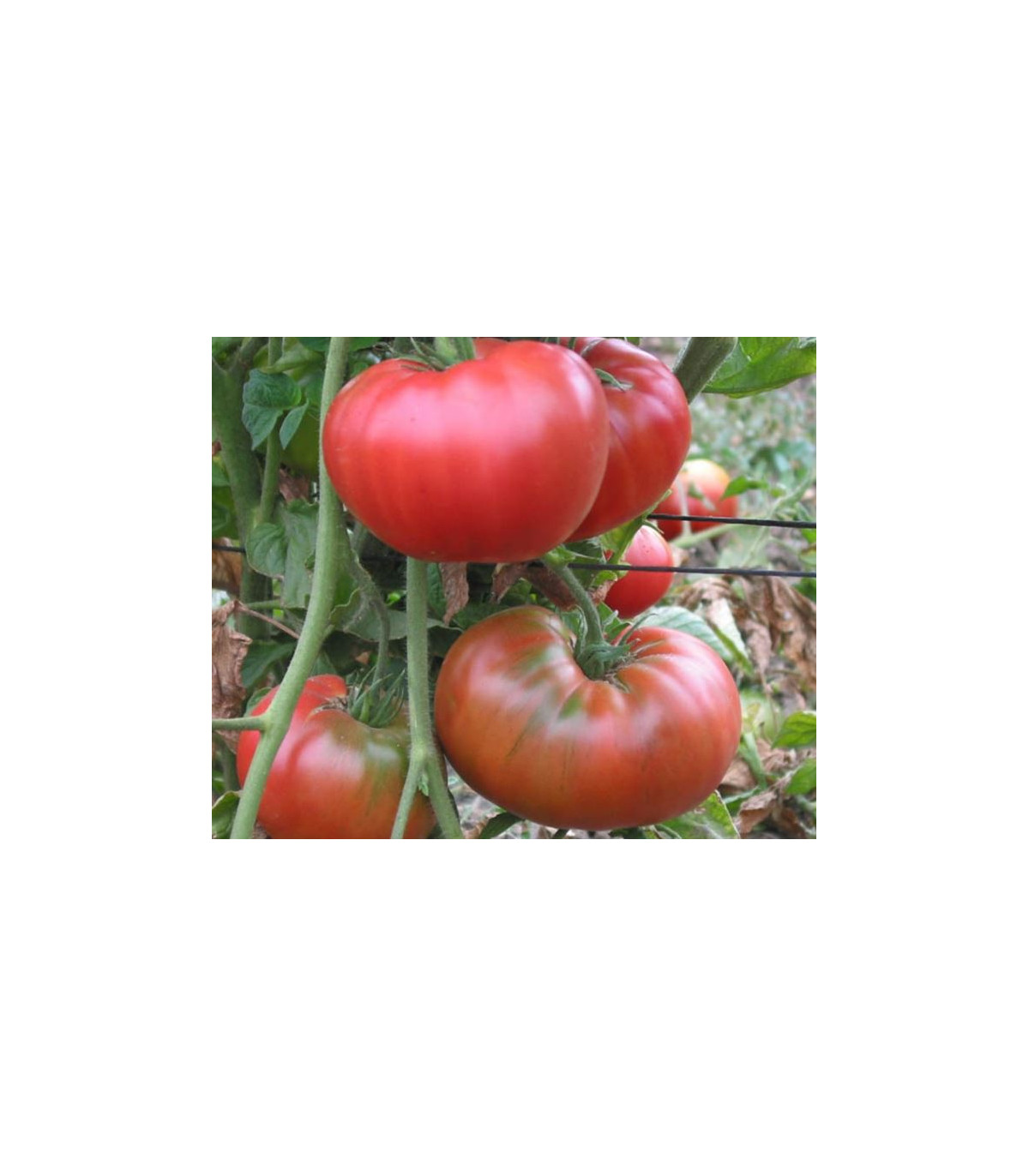 Rajče tyčkové hybridní Virginia F1 - prodej semen rajčat -5 ks