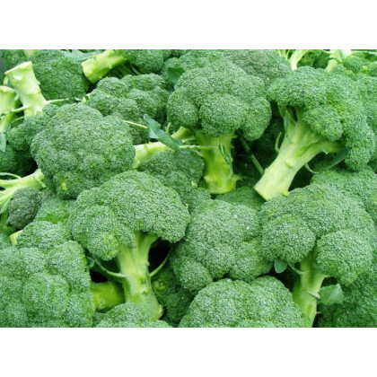 Brokolice Leonora - Brassica oleracea - semena brokolice- 100 ks