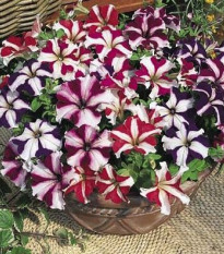 Petúnie nízká Stars mix - Petunia nana compacta - osivo petúnie - 20 ks