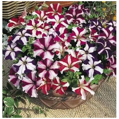 Petúnie nízká Stars mix - Petunia nana compacta - osivo petúnie - 20 ks