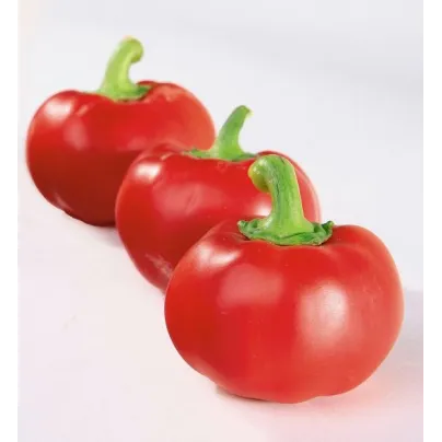 Paprika rajčatová Topgirl - Capsicum annuum - osivo paprik - 7 ks