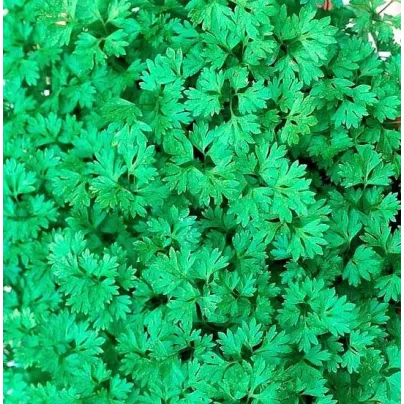 Kerblík setý Fijne Krul - Anthriscus cerefolium crispum - osivo kerblíku - 0,8 g