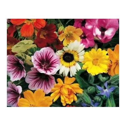 Letničky pro gurmány - směs - osivo letniček - 0,5 g