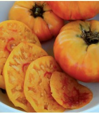 Rajče- "Zlatá medaile"- semena- 6 ks - Solanum lycopersicum