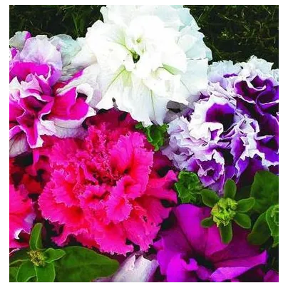 Petúnie velkokvětá Duplika F1 mix barev - Petunia grandiflora - osivo petunie - 20 ks