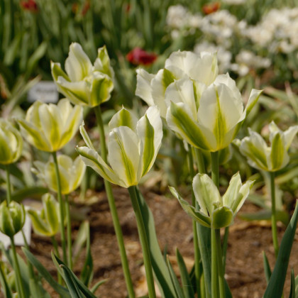 Tulipán Spring Green - Tulipa - cibule tulipánů - 3 ks