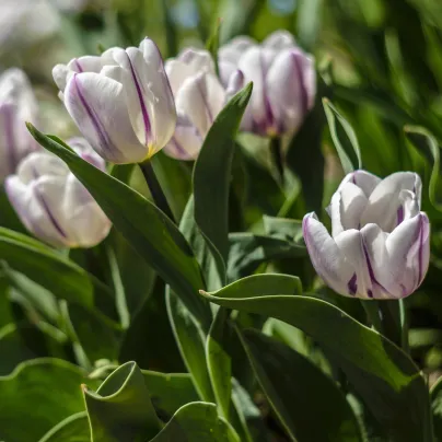 Tulipán Flaming Flag - Tulipa - cibule tulipánů - 3 ks