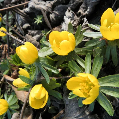 Talovín - Eranthis cilicica - cibule talovínu - 3 ks