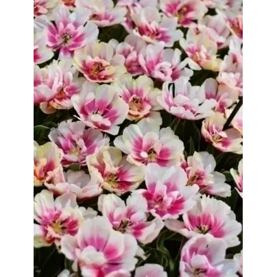 Tulipán Toplips - Tulipa - cibule tulipánů - 3 ks