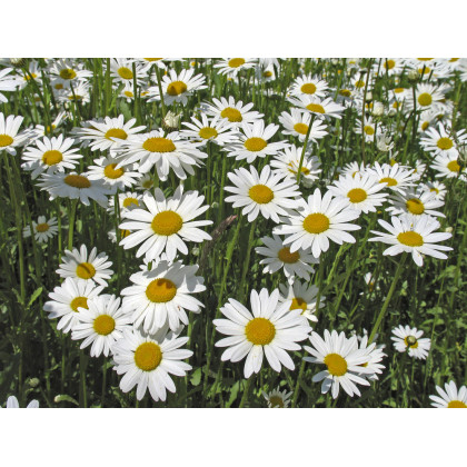 Kopretina bílá Královna - Chrysanthemum leucanthemum max.- prodej semen - 600 ks