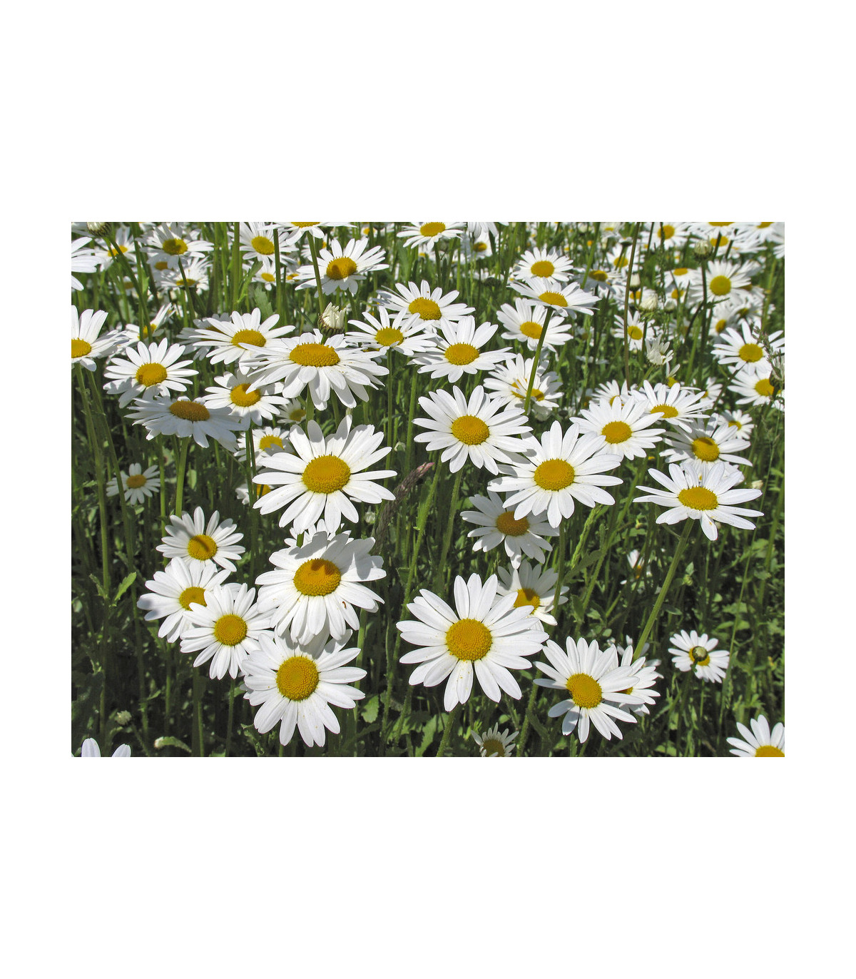 Kopretina Královna - Chrysanthemum leucanthemum max.- osivo kopretiny - 600 ks