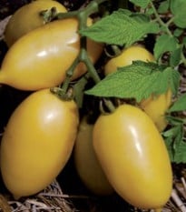 Rajče- Párek- semena- 6 ks - Solanum lycopersicum