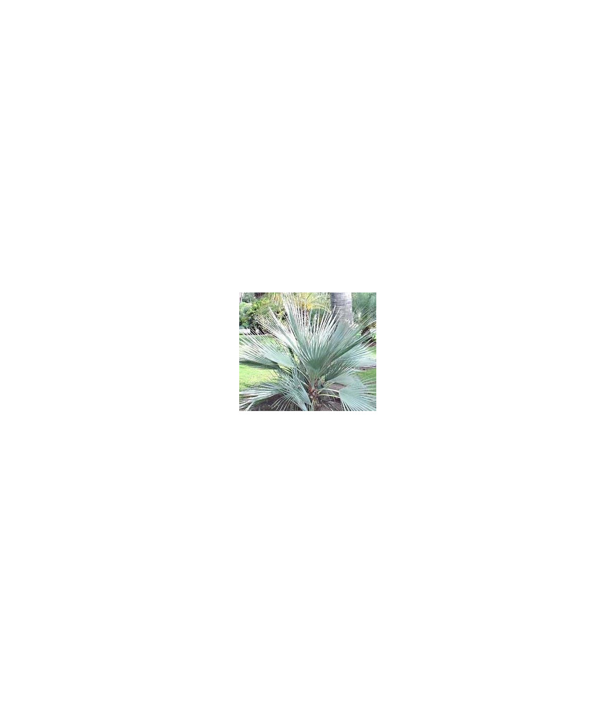 Palma stříbrná- Nannorrhops arabica- semena palmy- 3 ks