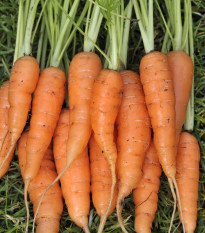 Mrkev karotka Amsterdam raná - Daucus carota - osivo mrkve - 900 ks