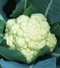 Květák pozdní Romanesco - Brassica oleracea botrytis - osivo květáku - 20 ks