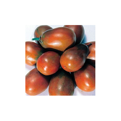 Rajče Černá švestka - Solanum lycopersicum - osivo rajčat - 6 ks