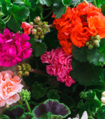 Muškát Paintbox směs barev - Pelargonium hybrids - osivo muškátu - 8 ks