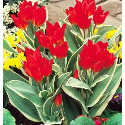 Tulipán vícekvětý - Praestans unicum - cibule tulipánů - 3 ks