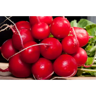 Ředkvička Raxe - Raphanus sativus - osivo ředkvičky - 100 ks