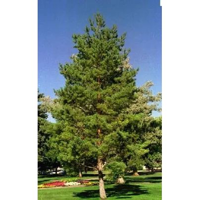 Borovice pokroucená - Pinus contorta - osivo borovice - 7 ks