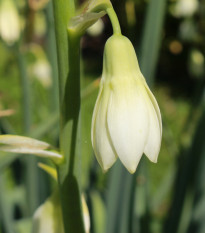 Litoška - Galtonia candicans - cibule litošky - 1 ks